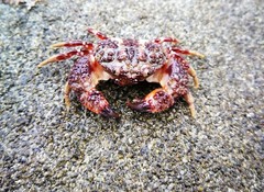 Pilumnoides perlatus