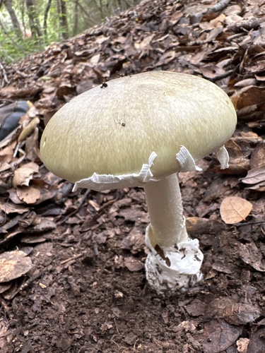 Deathcap