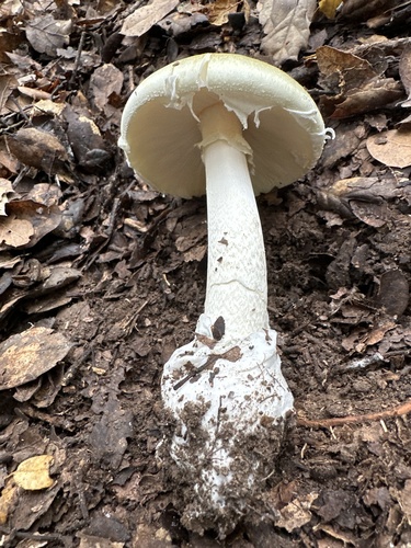 Deathcap