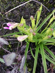 Cynorkis uniflora image