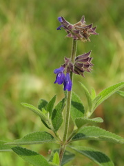 Salvia bogotensis