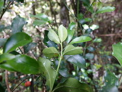 Peponidium