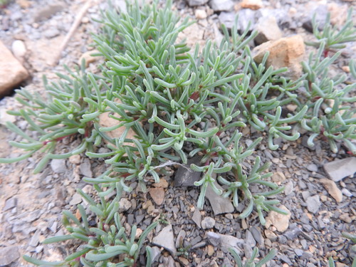 Image of Halogeton sativus by (c) Abdenour Kheloufi, some rights reserved (CC BY)