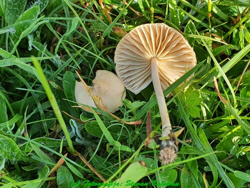 Gymnopus oreadoides