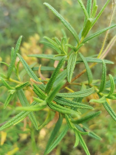 Montpellier Cistus