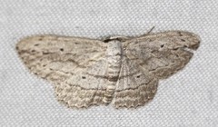 Scopula desita