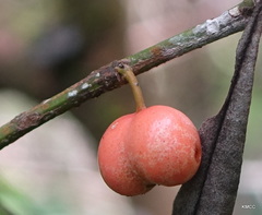 Peponidium