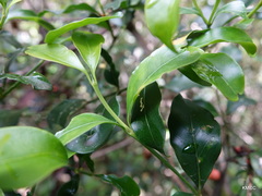 Peponidium