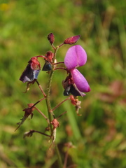 Desmodium molliculum