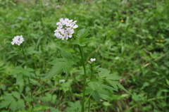 Cardamine macrophylla