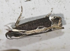 Chaliniastis astrapaea