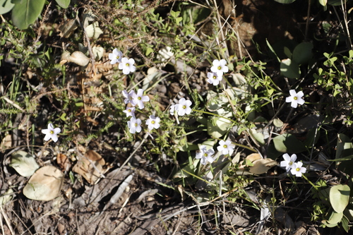 Image of Tooth Sorrel (Oxalis dentata) by (c) Tony Rebelo, some rights reserved (CC BY-SA)