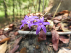 Tulbaghia