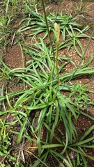 Aristea madagascariensis