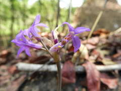 Tulbaghia