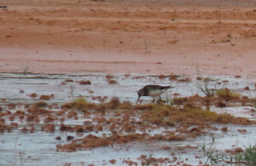 Broad-billed Sandpiper (Calidris falcinellus), photo 10