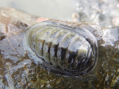 Chitoninae