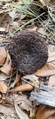 Strobilomyces strobilaceus image