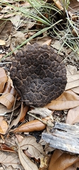 Strobilomyces strobilaceus image