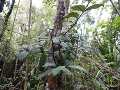 Cryptocarya