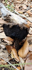 Strobilomyces strobilaceus image