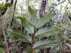 Cryptocarya