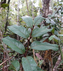 Cryptocarya
