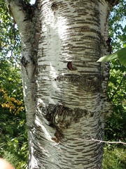 Betula neoalaskana