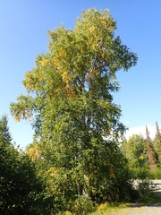Betula neoalaskana