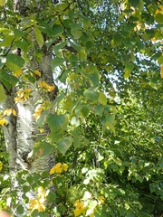 Betula neoalaskana