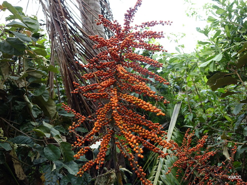 Ravenea madagascariensis