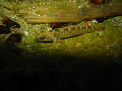 Etheostoma grahami