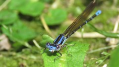 Argia albistigma
