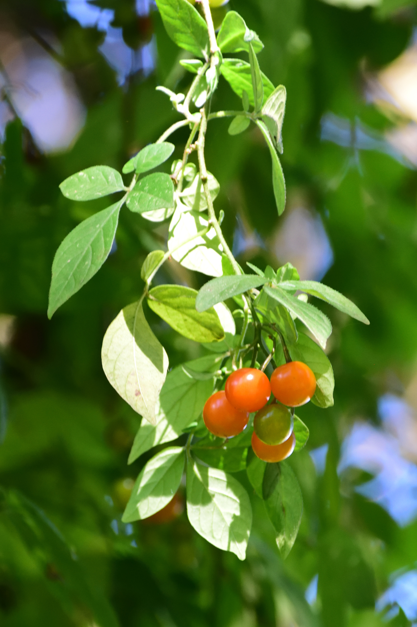 Solanum appendiculatum