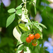 Solanum appendiculatum - Photo (c) Ricardo Arredondo T.,  זכויות יוצרים חלקיות (CC BY-NC), הועלה על ידי Ricardo Arredondo T.