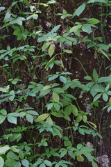 Solanum appendiculatum