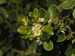 Ilex kunthiana
