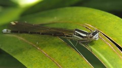 Argia albistigma