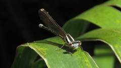 Argia albistigma