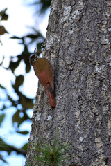 Lepidocolaptes leucogaster