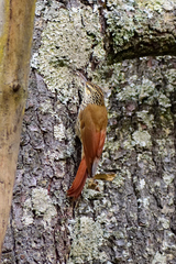 Lepidocolaptes leucogaster