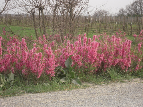 Dwarf Russian Almond