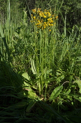 Crepis praemorsa
