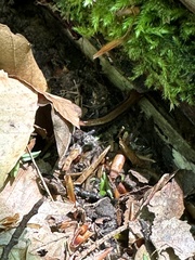 Plethodon cinereus image