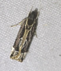 Chaliniastis astrapaea