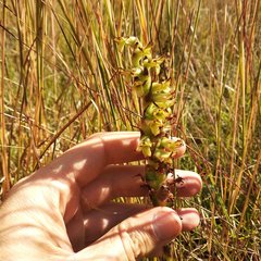 Dichromanthus michuacanus