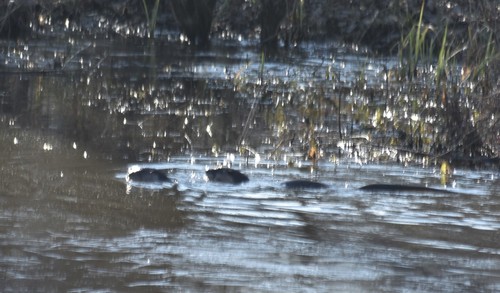 North American River Otter photographed in Indiana