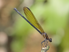 Argia tennesseni