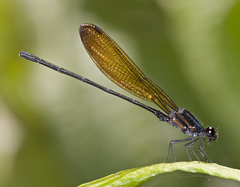 Argia tennesseni