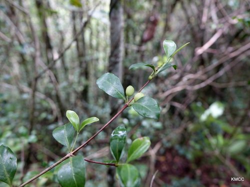 Coffea buxifolia image